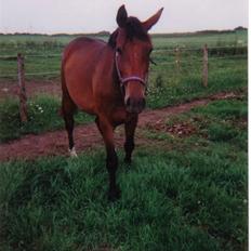 Dansk Varmblod Farmers Hannah