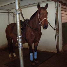 Dansk Varmblod Farmers Hannah