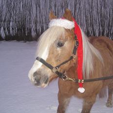 Tyroler Haflinger Fie 