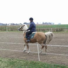 Tyroler Haflinger Fie 