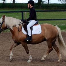 Tyroler Haflinger Fie 