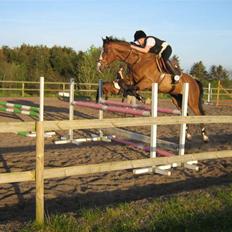 Anden særlig race Tintin<3