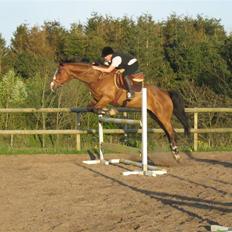 Anden særlig race Tintin<3