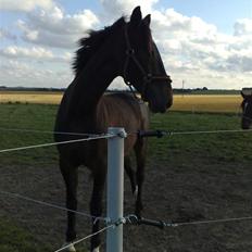 Hollandsk Varmblod Wervelwind^^Solgt^^ R.I.P