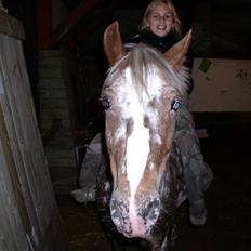 Appaloosa Harry-Potter Gammel hest