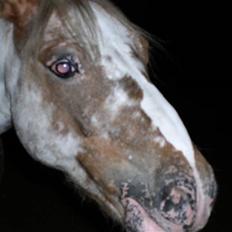 Appaloosa Harry-Potter Gammel hest