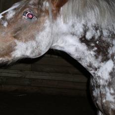 Appaloosa Harry-Potter Gammel hest