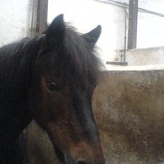 Anden særlig race Fanny-Barndomshest