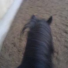 Anden særlig race Fanny-Barndomshest