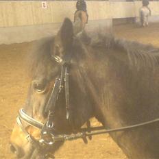 Anden særlig race Fanny-Barndomshest