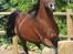 Arabisk fuldblod (OX) Farouk