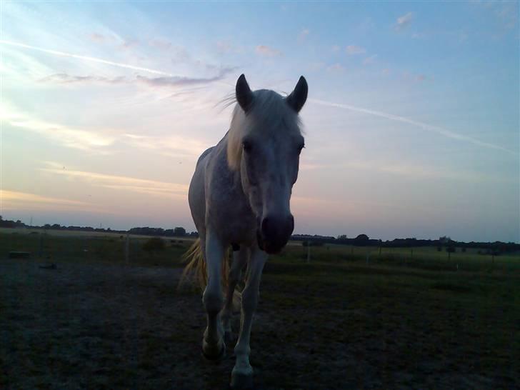 Connemara Shadow R.I.P. - Stævne igen billede 4