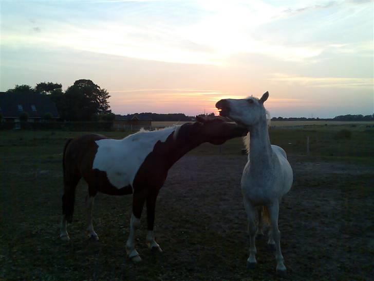 Connemara Shadow R.I.P. - Gode venner kan også skændes billede 11