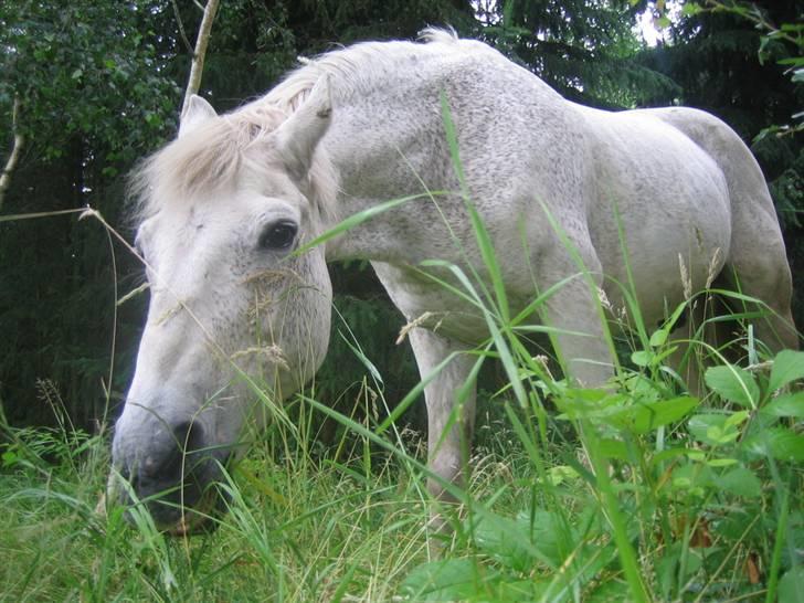 Connemara Shadow R.I.P. - På sommerfold billede 12