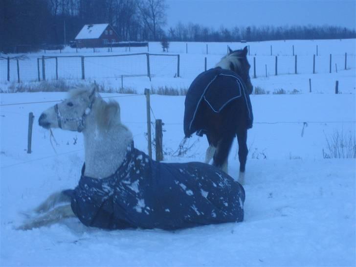 Connemara Shadow R.I.P. - På fold med Moonlight billede 17
