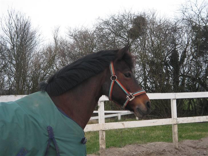 New Forest Storådalens Cecilie billede 11