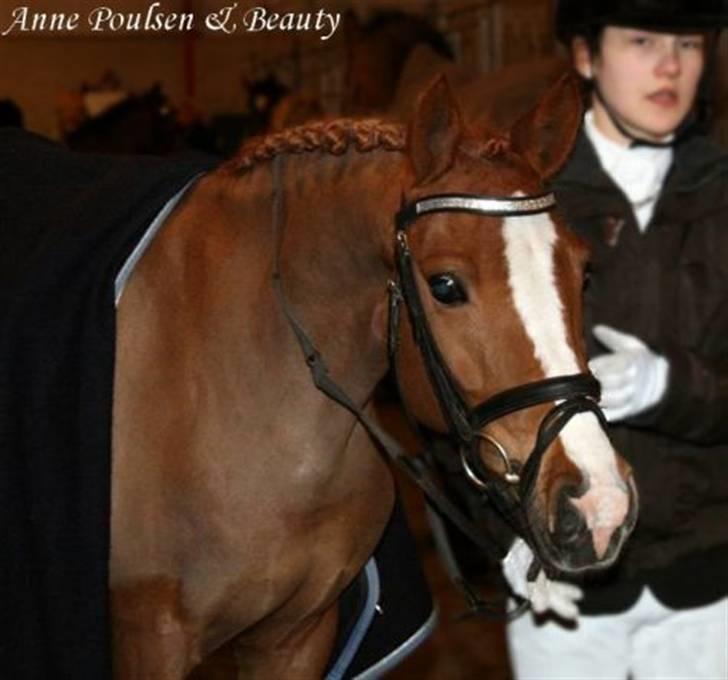 New Forest Beauty *RIP* - Velkommen til Beauty´s profil :P Du må meget gerne ligge en kommetar og en bedømmelse (jeg giver igen!) :D billede 1