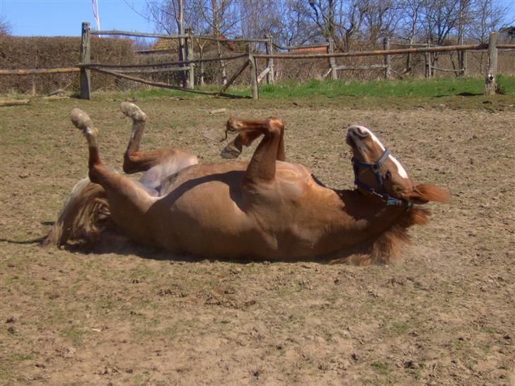 New Forest Beauty *RIP* - Mmmm, det er livet ;) billede 2