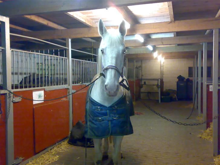 Knabstrupper Coco's J'aimeLaVie -Solgt - coco på staldgangen inden en ridetur<3 Foto: Malene Friis billede 2