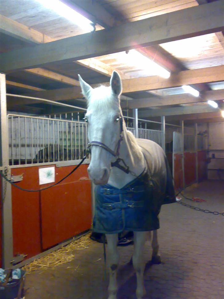 Knabstrupper Coco's J'aimeLaVie -Solgt - coco<3 Foto: Malene Friis billede 3