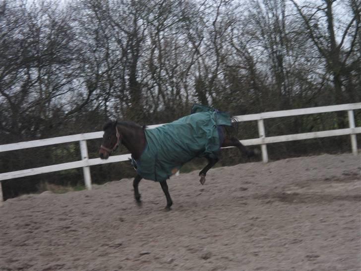 New Forest Storådalens Cecilie billede 12