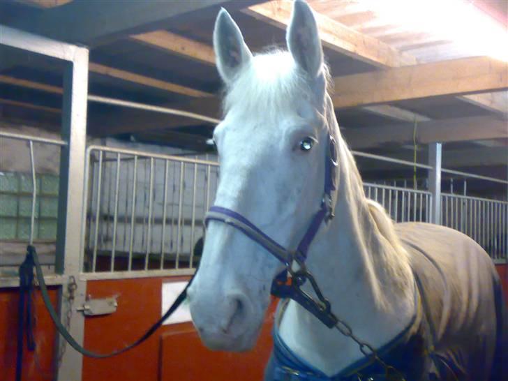 Knabstrupper Coco's J'aimeLaVie -Solgt - coco<3 Foto: Malene Friis billede 5