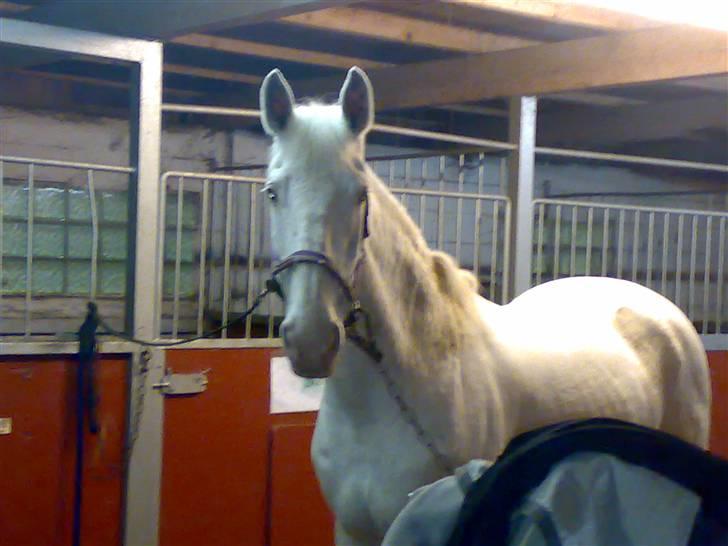 Knabstrupper Coco's J'aimeLaVie -Solgt - weeh.. er hun ikk fin?<3  Foto: Malene Friis billede 8