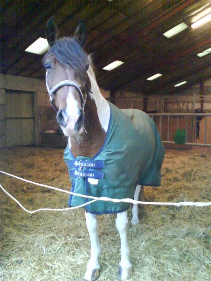 Pinto Twister - Twister leger hingst! billede 7