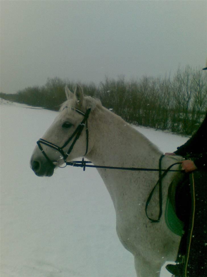 Anden særlig race Pilgrim <3 { R.I.P } - Pilgrim & mig i sneen ;D<3. billede 15