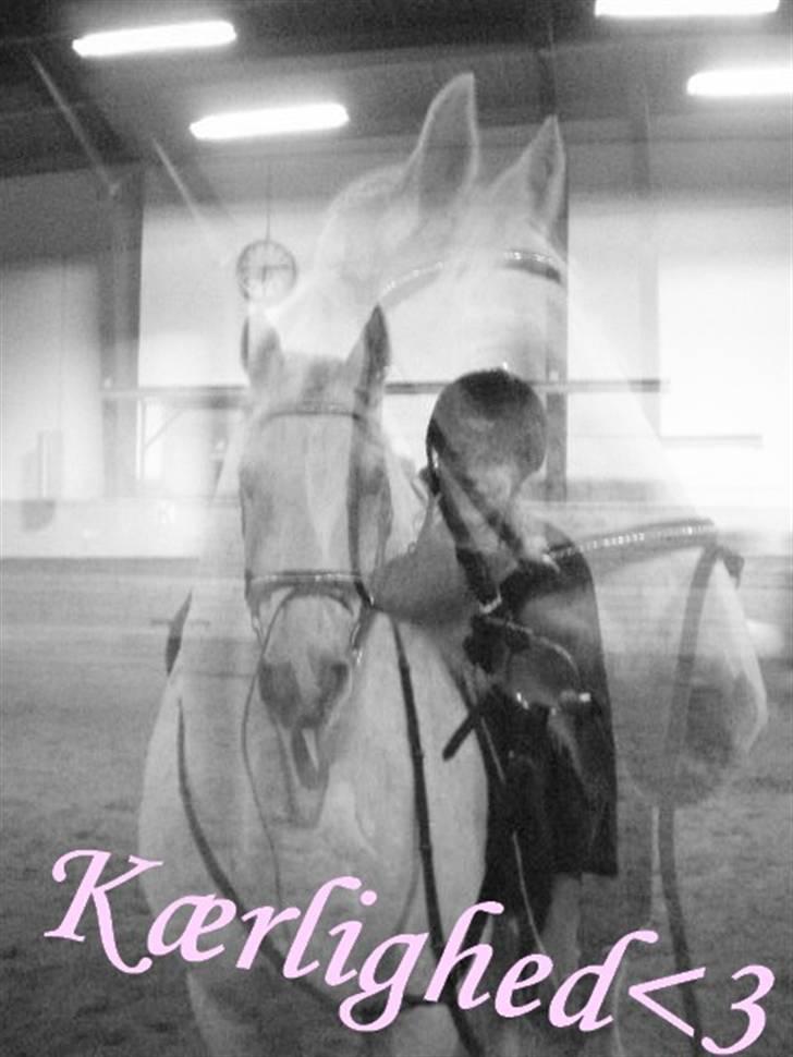 Anden særlig race Pilgrim <3 { R.I.P } - Mig&Pilgrim - Evig Kærlighed<3. billede 19