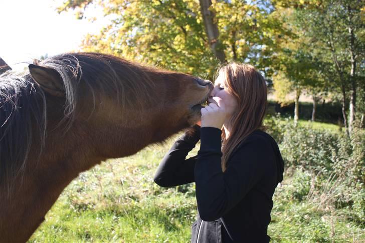 Islænder PRINS af ELLINGE MARK - kysse-møsse bamse :-* Foto: Lykke <3 billede 19