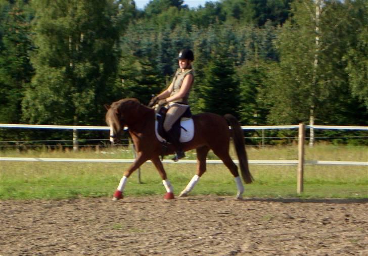 Welsh Pony (sec B) Låddenhøjs Swingboy SOLGT billede 12