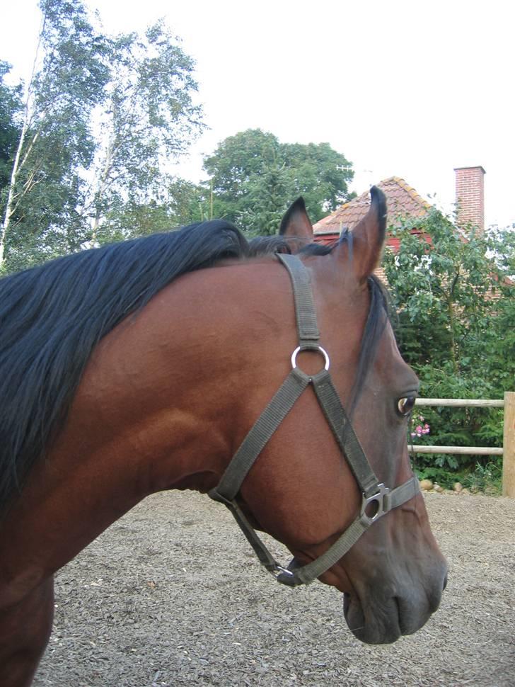 Arabisk fuldblod (OX) Farouk billede 5