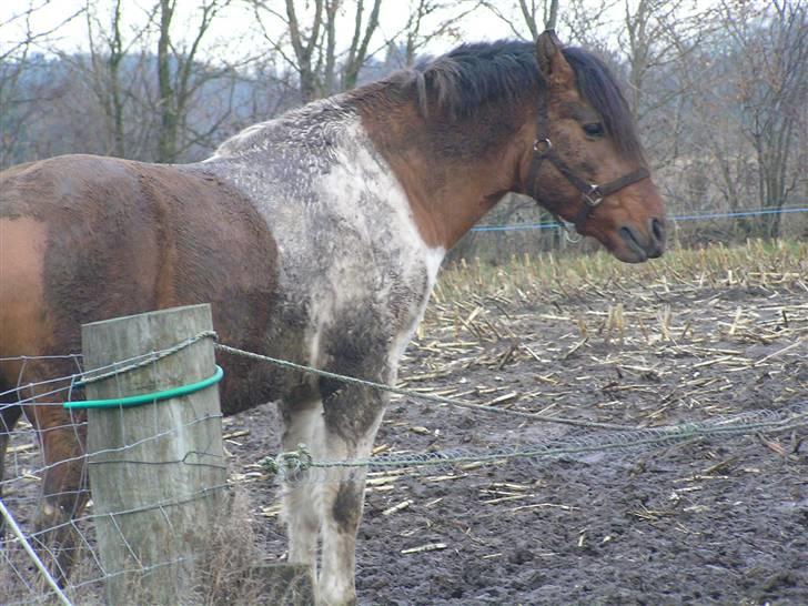 Pinto Østermarkens Tarzan - Er det mon muligt at blive mere beskidt? ;p billede 6