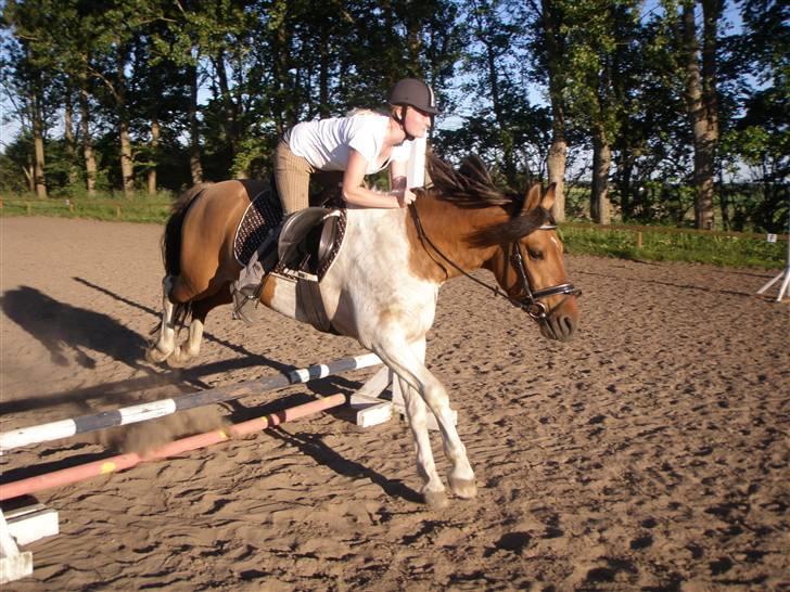 Pinto Østermarkens Tarzan - 5. spring på Tarzan - eller noget i den stil, og første gang vi springer 60 cm ;D billede 7