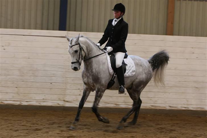 Arabisk fuldblod (OX) C.A ibn Lashkar ox - til stævne i nr. åby :) du var så sød, bortset fra du kiggede rigtig meget. billede 12