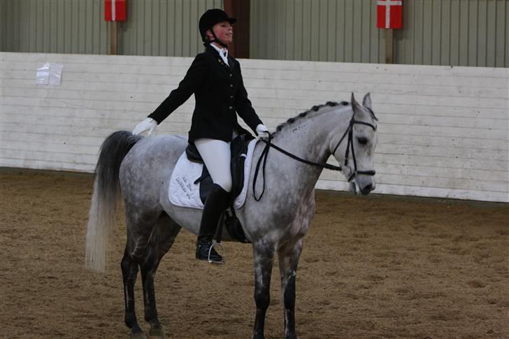 Arabisk fuldblod (OX) C.A ibn Lashkar ox - til stævne i nr. åby :) du var så sød, bortset fra du kiggede rigtig meget. billede 14