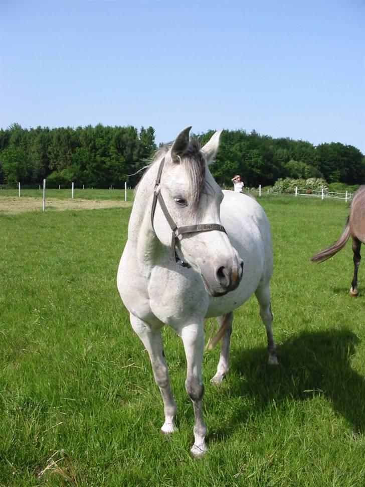 Anden særlig race Skovly´s Eliza - Sommer 2008  billede 2