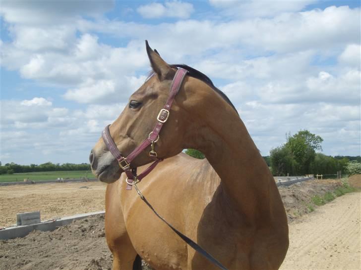 Tysk Oldenburger La Silvia billede 5