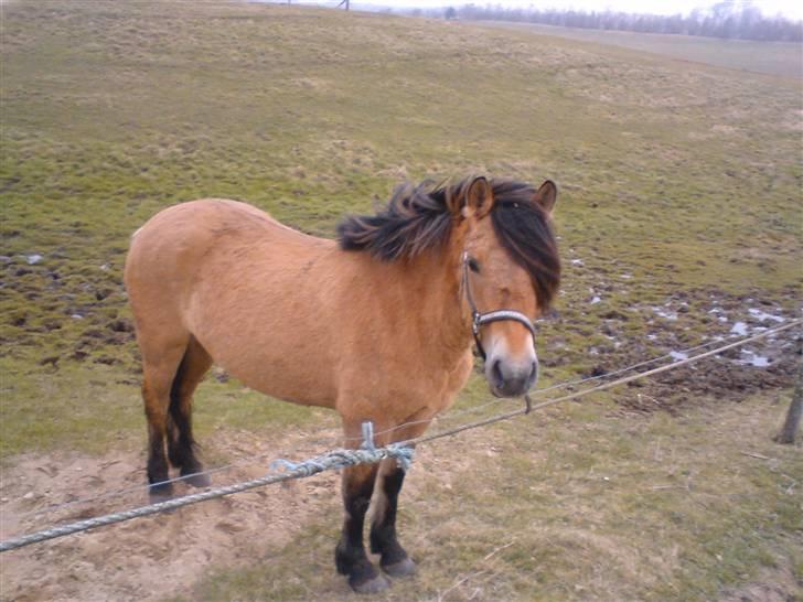 Anden særlig race Tulle SOLGT billede 10