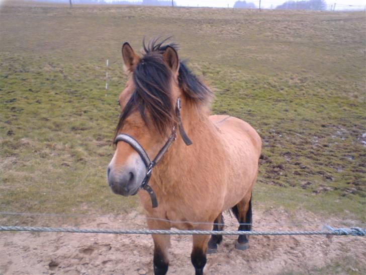 Anden særlig race Tulle SOLGT billede 11