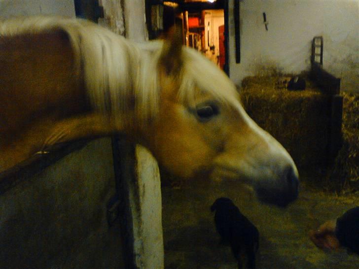 Haflinger Amanda - Nu med føl <33 billede 7