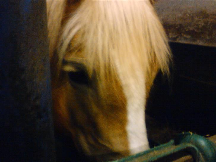 Haflinger Amanda - Nu med føl <33 billede 8