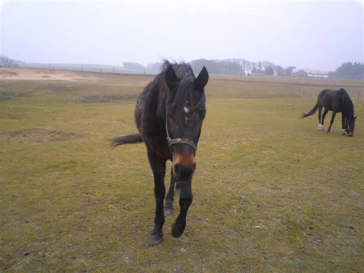 Traver Ekstra Nielsminde R.I.P billede 12