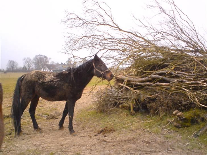 Traver Ekstra Nielsminde R.I.P - Uhm.. sådan et lækket væltet træ.. billede 13