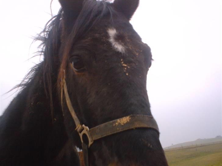 Traver Ekstra Nielsminde R.I.P billede 14