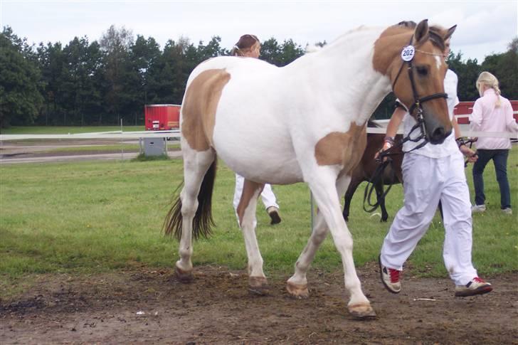 Anden særlig race Victoria <3 R.I.P <3 :'( Savner dig :'( <3 - flot trav ikk? hehe billede 3