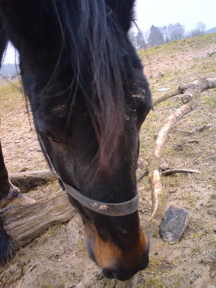 Traver Ekstra Nielsminde R.I.P billede 15