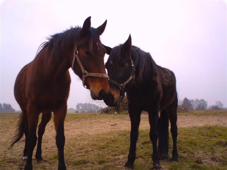 Traver Ekstra Nielsminde R.I.P - Ekstra og Flaying billede 16