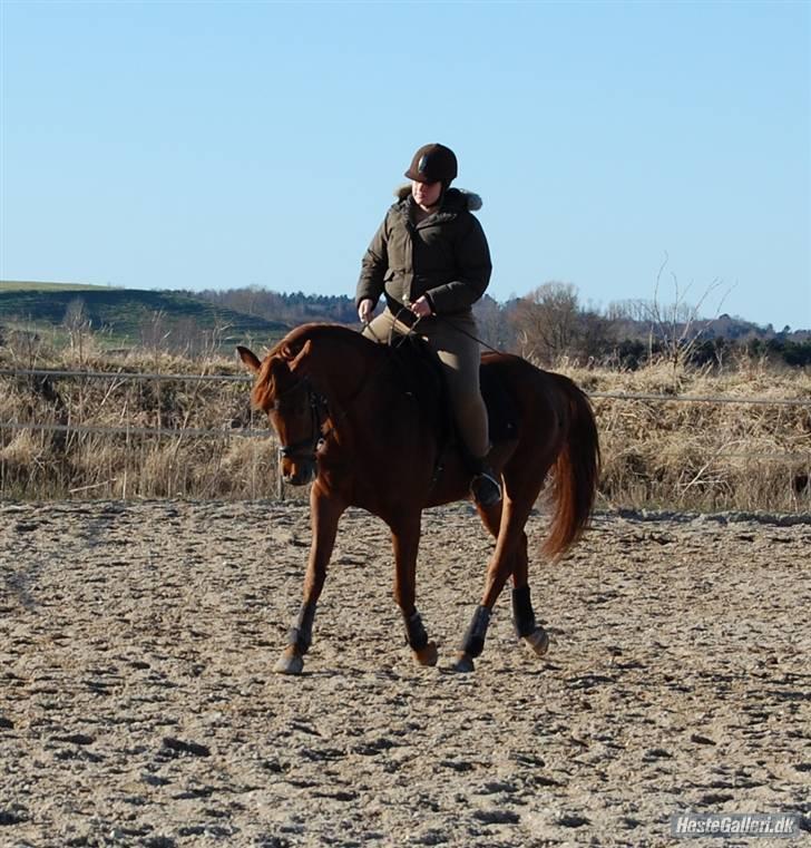 Palomino Opal - Min på min prinsesse..;) billede 13
